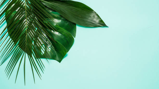 istock Tropical background. Tropical leaves on blue 1221830782