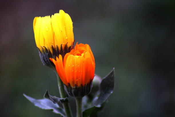 튤립 꽃 - double tulip 뉴스 사진 이미지