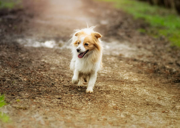 istock Cute mixed breed dog running on the forest road 1221831731