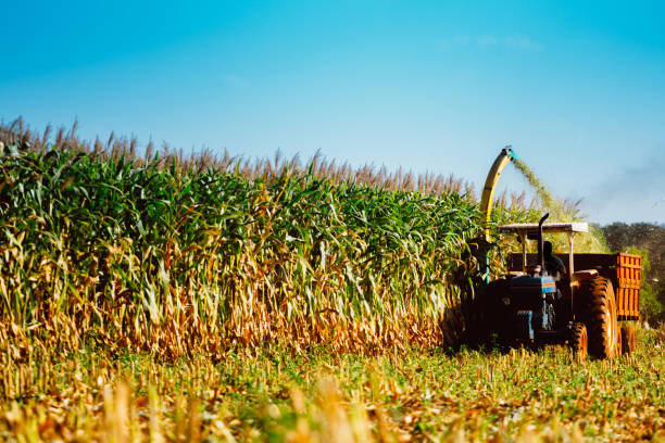 istock Farmer on combine harvester in cornfield during harvest 1221831919