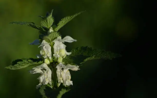 Close-up of white deadnettle (Lamium album) with leaves and white flowers in spring, against a green background