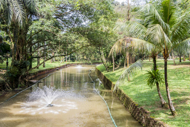 istock Tropical pond or river with palm trees Perdana Botanical Garden. 1221832428