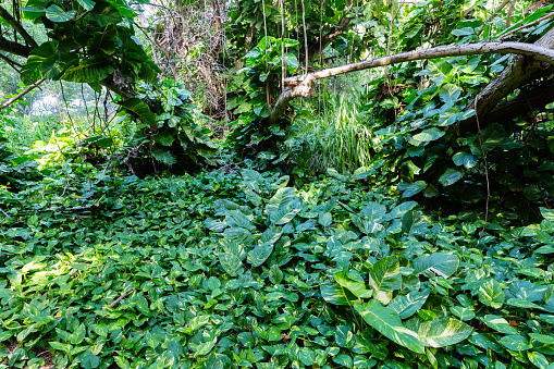 picture of jungle like plants in the Kawela Bay Beach Park on Oahu, Hawaii