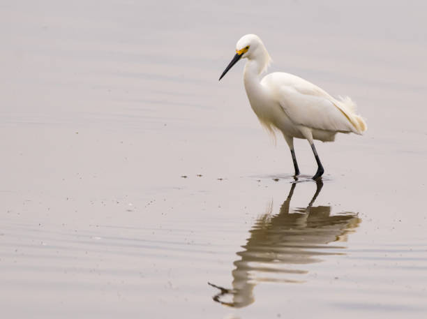 istock Snowy egret in water with reflection 1221837044