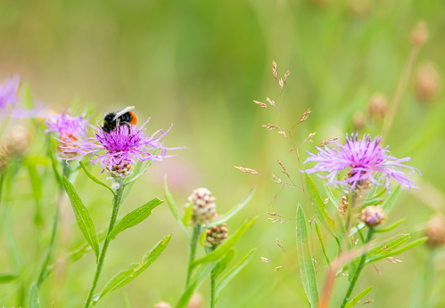 Summer meadow with Thistles and Bumblebee. Norwegian flora.