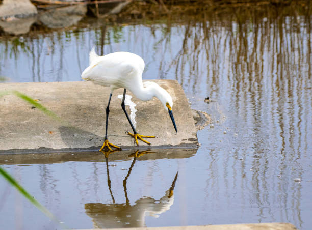 istock Snowy egret perched on rock by waters edge 1221837182