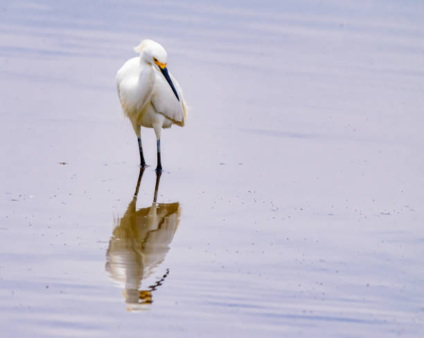 istock Snowy egret in water with reflection 1221837289