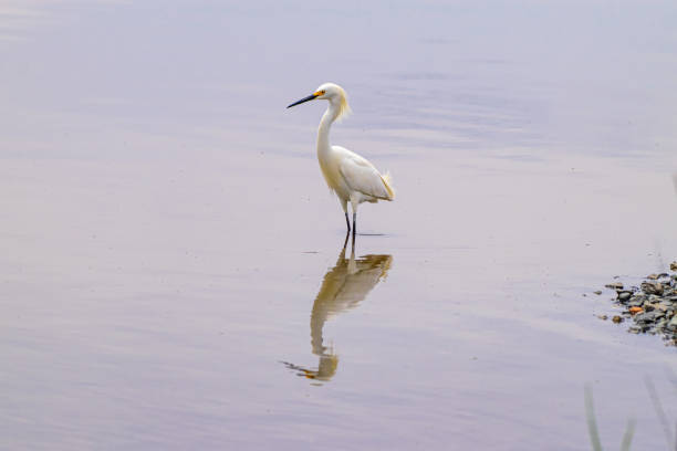 istock Snowy egret in water with reflection 1221837387