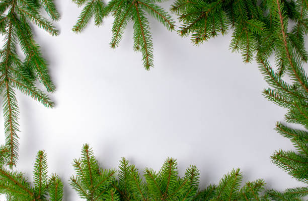 istock frame of fir branches on a white background. Place for text. 1221837717