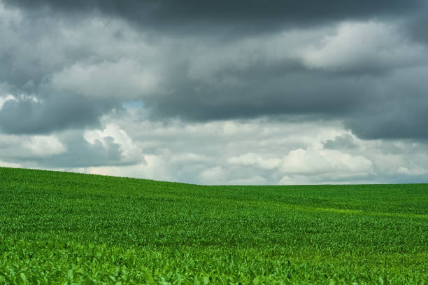 Green corn field and blue sky cloud outdoor shots
