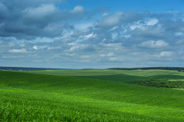 istock Corn field rural landscape and cloudy sky 1221839535