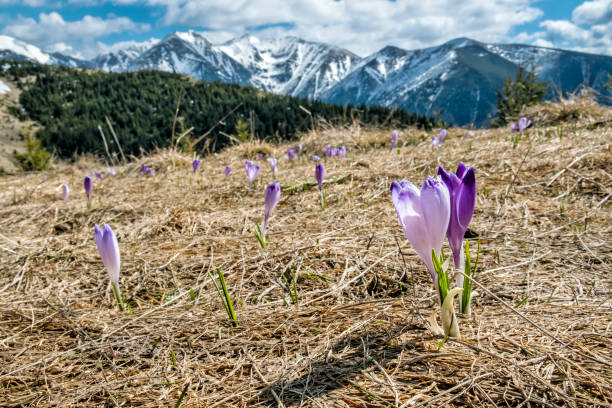 istock Blooming crocus flowers, Western Tatras mountains, Slovakia 1221840445