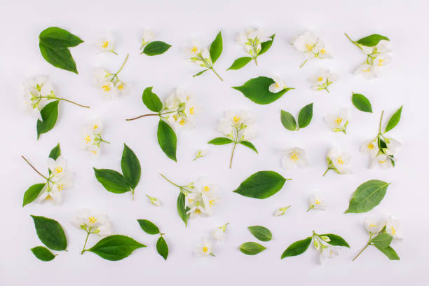 istock Floral pattern of jasmine flowers. Top view, flat lay 1221840806