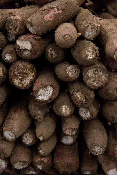 istock Cassava displayed in the market 1221841124
