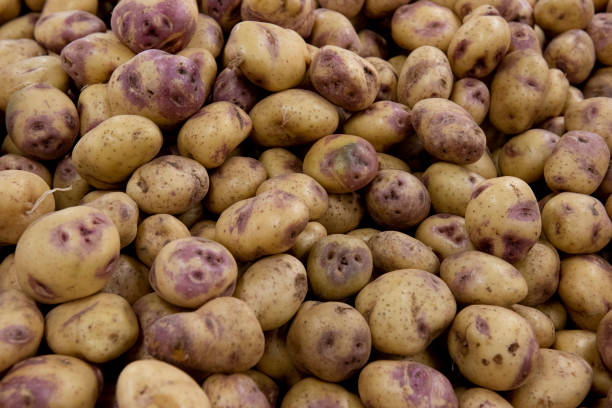 istock Potato displayed in the market 1221841206