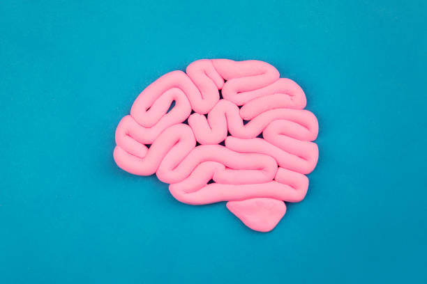 istock Model of pink human brain on blue background. Profile view, flat lay. Intelligence concept. 1221841923