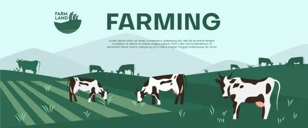 Vector illustration of Cows farming on green meadow agricultural business concept.