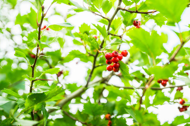 istock Hawthorn bush with berries in the garden 1221845156