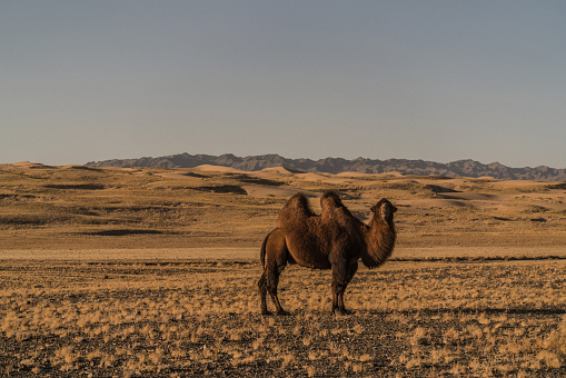 Bactrian camel in the Gobi Desert at sunset, Mongolia