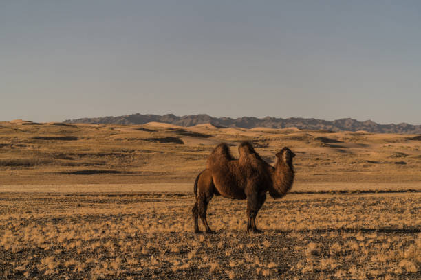 бактрийский верблюд в пустыне гоби на закате - bactrian camel camel independent mongolia gobi desert стоковые фото и изображения
