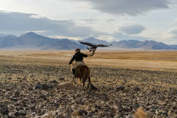 Eagle hunter on horse in desert in Mongolia