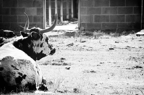 istock Bull Laying in the Sun 122184603
