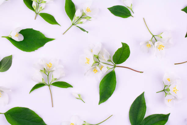 istock Floral pattern of jasmine flowers. Top view, flat lay 1221847371