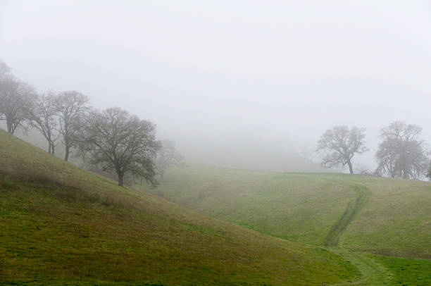 istock Misty Morning Oak Trees and Dirt Road 122184766