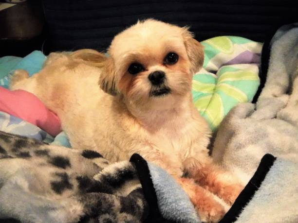 istock Cute Little Dog Lying on a Bed with Blankets 1221848216