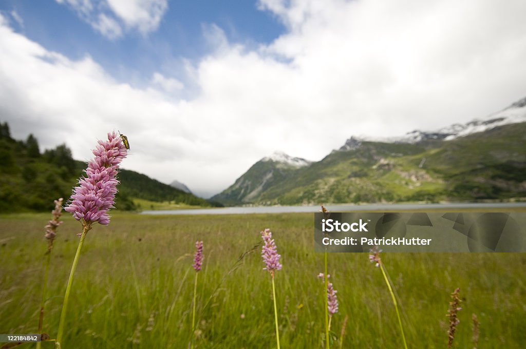 Engadine lagos prato - Foto de stock de Cantão de Graubunden royalty-free