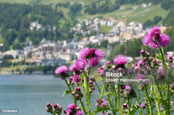 Fiori Selvatici Sulla Costa Di St Moritz Svizzera - Fotografie stock e altre immagini di Cardo scozzese