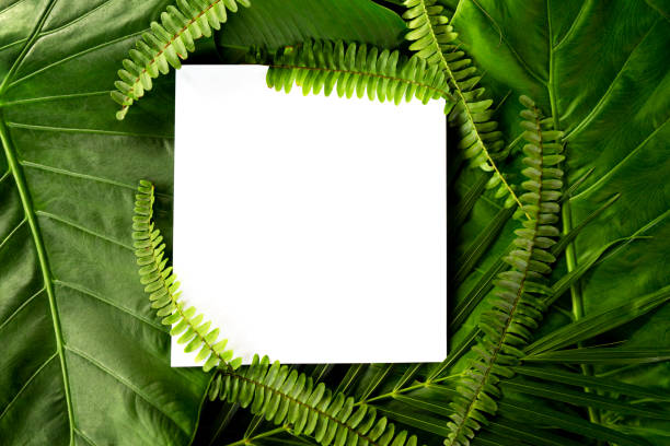 istock Palm leaves and fern leaf with white paper copy space background. 1221848938