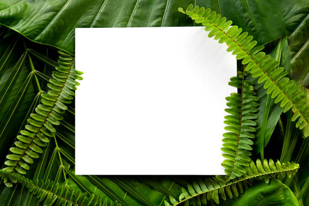 istock Palm leaves and fern leaf with white paper copy space background. 1221848943