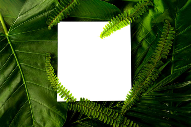 istock Palm leaves and fern leaf with white paper copy space background. 1221848959