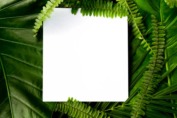 istock Palm leaves and fern leaf with white paper copy space background. 1221848963