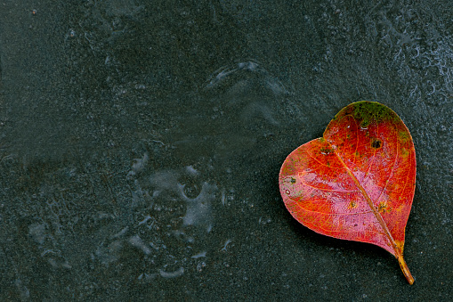 One colorful red yellow and green fallen leaf on wet surface during rainy day