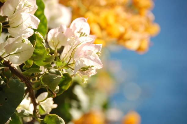 shiny flowers with the sea in the background