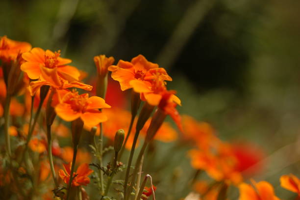 istock orange flowers with a fuzzy background 1221853676