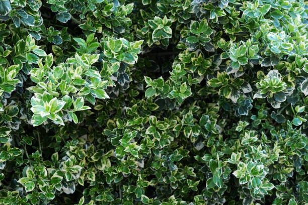 istock green leaves pattern background. greenery in garden. natural green plants landscape. 1221854735