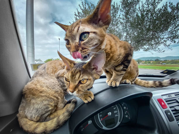 istock Cute Devon Rex Kittens Brothers Sitting on Dashboard in a Car 1221856326