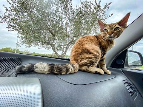 Cute Kitten Sitting on Dashboard in a Car.