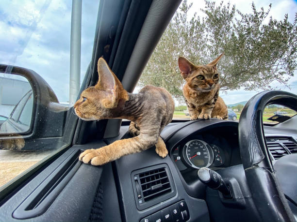istock Curious Devon Rex Kittens Sitting on Dashboard in a Car and Waiting For Owner To Return 1221856332