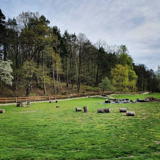 istock At the edge of the forest 1221856376