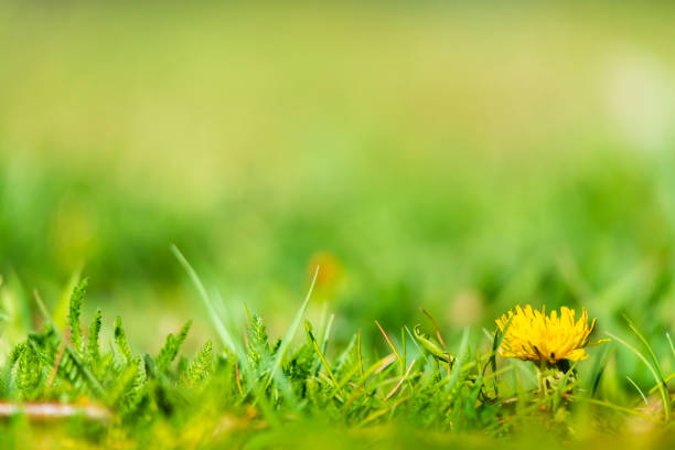 Yellow dandelion in green grass blurred background