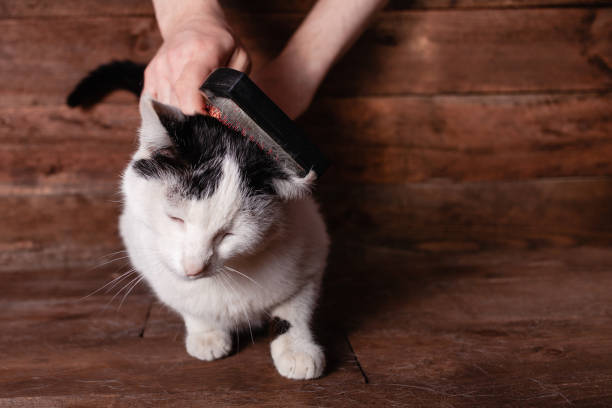 istock A man combs a black and white cat with a comb for animals 1221857830