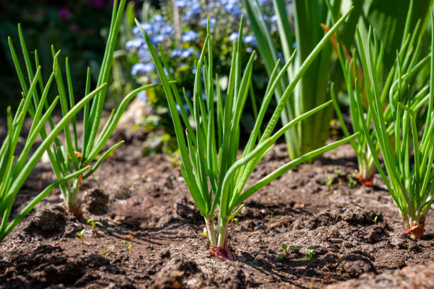 istock Young shallot onion plants growing in spring garden 1221857843