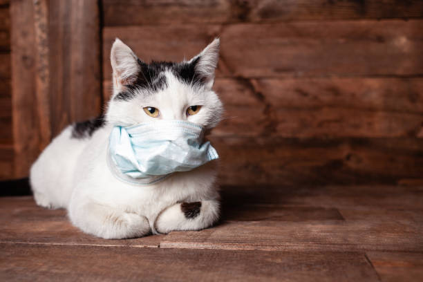 istock Black and white cat in a medical mask 1221857845