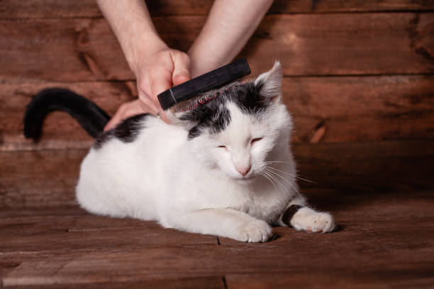 istock A man combs a black and white cat with a comb for animals. 1221857854