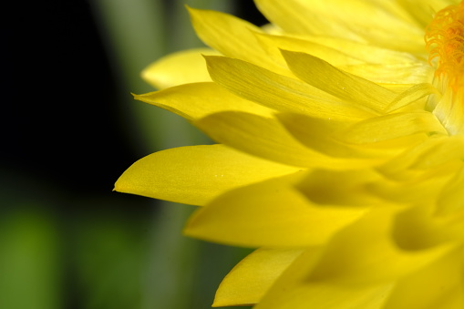 Helichrysum Bracteatum yellow