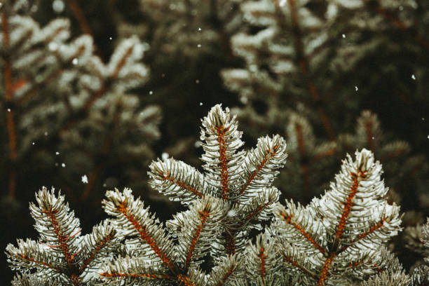 istock blue spruce branches grow up towards the snowflakes falling 1221860074